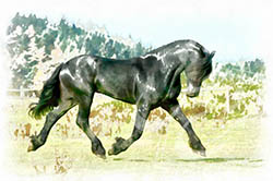 تابلو بوم نقاشی دیجیتال اسب